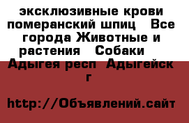 эксклюзивные крови-померанский шпиц - Все города Животные и растения » Собаки   . Адыгея респ.,Адыгейск г.